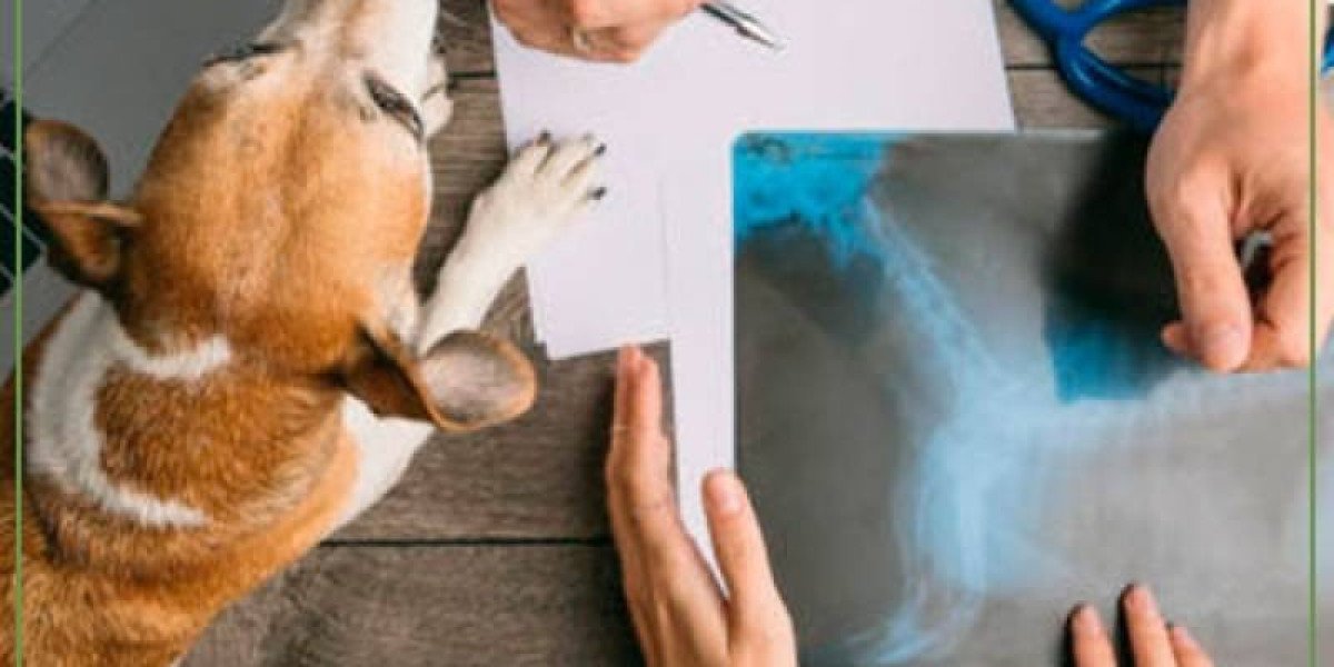 Medical Imaging and Your Pet