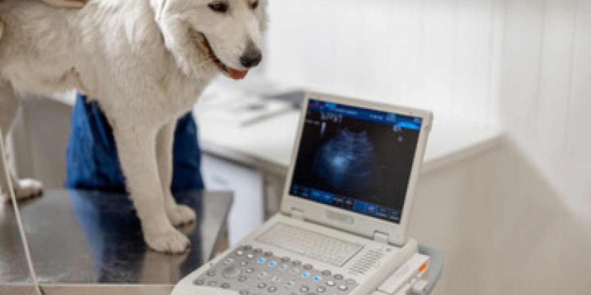 How Much Does A Dog X-Ray Cost? And Why Your Dog Might Need One