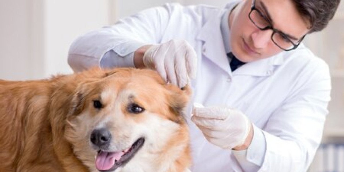 How Much Does A Dog X-Ray Cost? 2024 Guide