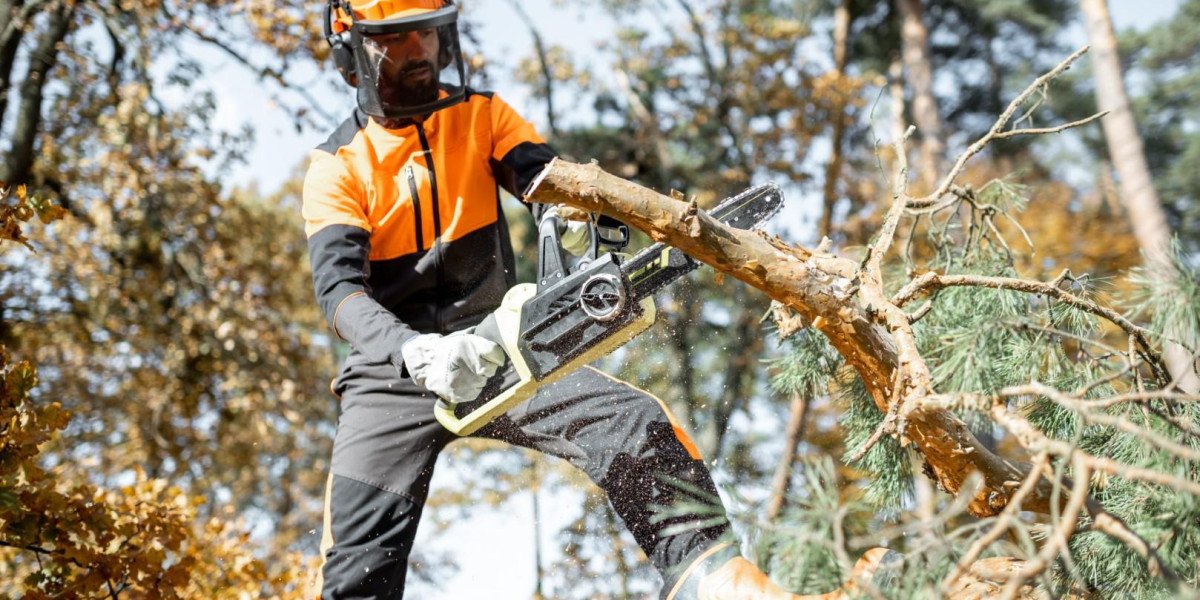 Top 5 Reasons to Use a Professional Tree Surgeon in Dudley